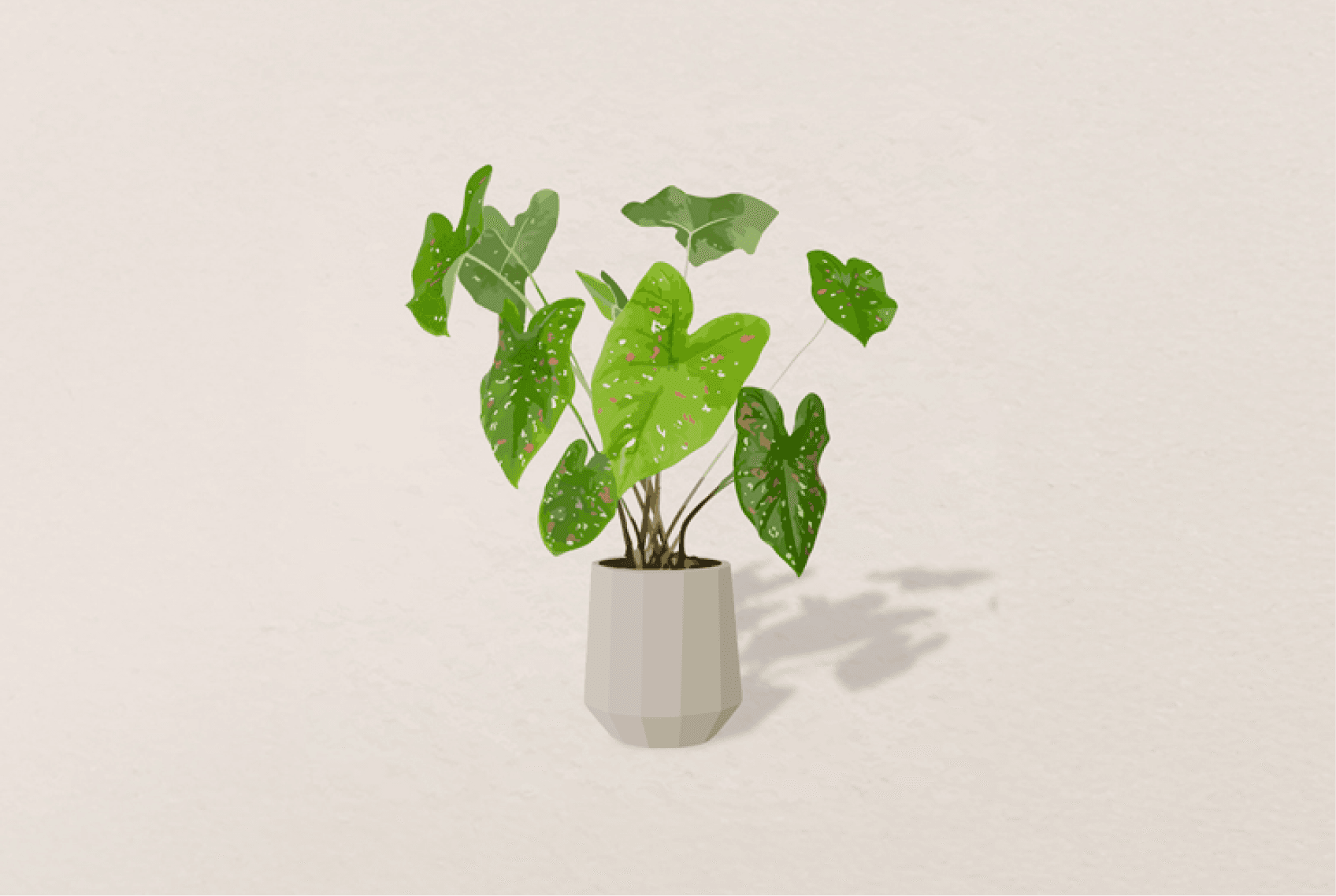 산세베리아 잎 끝이 갈색으로 변했어요